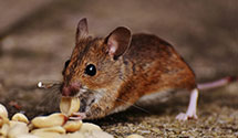 24 Hour & Emergency Exterminators in Mono Hot Spgs, CA